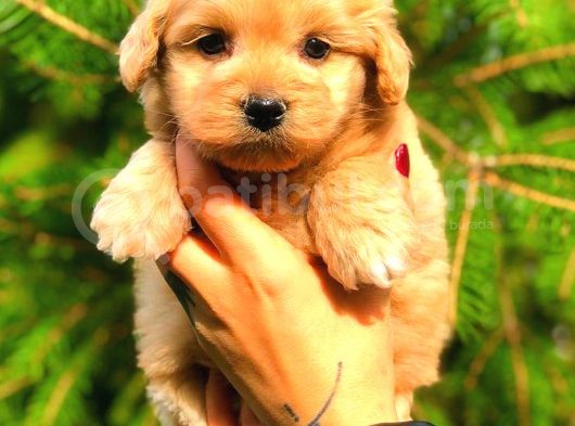 Red Teacup Malti̇po Di̇şi̇ görsel