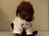 Aşılı Pasaportlu Poodle Bebekler