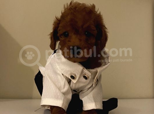 Aşılı Pasaportlu Poodle Bebekler görsel