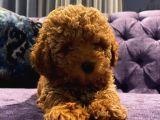 Ev Doğumu Red Brown Toy Poodle Yavrular