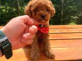 Sevimli Toy Poodle Yavrular