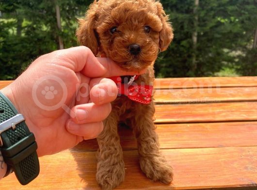 Sevimli Toy Poodle Yavrular görsel