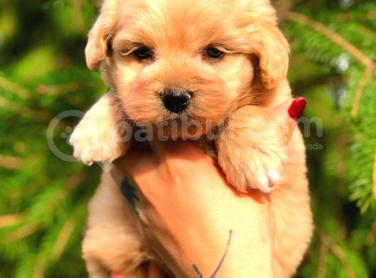 Red Teacup Malti̇po Di̇şi̇