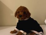 Maskot Redbrown Poodle Bebekler