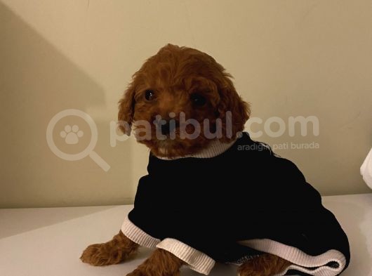 Maskot Redbrown Poodle Bebekler görsel