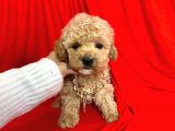 Orjinal Maltipoo Yavrularımız Dişi & Erkek