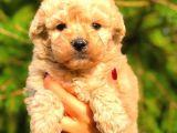 Poodle Ayarinda Malti̇po Bebekler