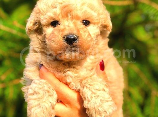 Poodle Ayarinda Malti̇po Bebekler görsel