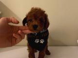 Maskot Redbrown Poodle Bebekler