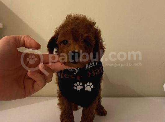 Maskot Redbrown Poodle Bebekler görsel