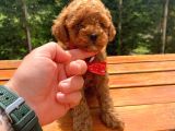 Sevimli Toy Poodle Yavrular