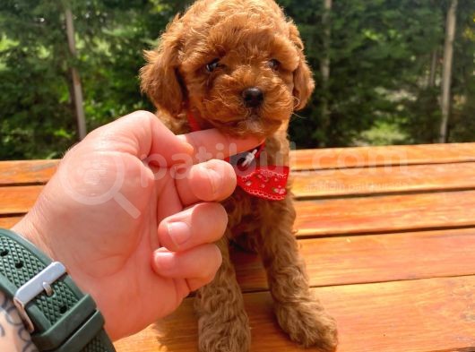 Sevimli Toy Poodle Yavrular
