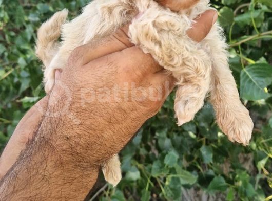 Tüy Dökmeyen Sağlık Garantili Maltipoolar görsel