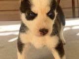 Sağlık Garantili Orjinal Husky Sibirya Yavrular