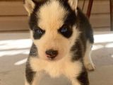 Sağlık garantili orjinal husky Sibirya yavrular