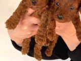 Eğitim Destekli Sağlık Garantili Toy Poodle Yavrular