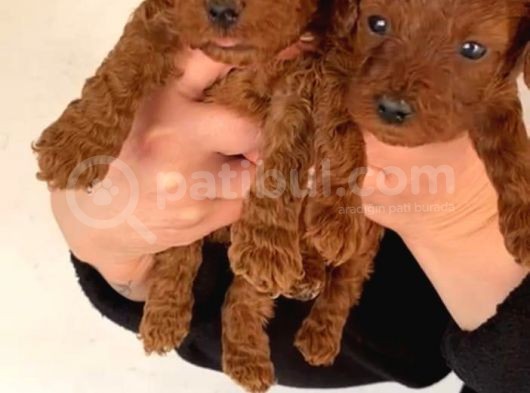 Eğitim Destekli Sağlık Garantili Toy Poodle Yavrular görsel