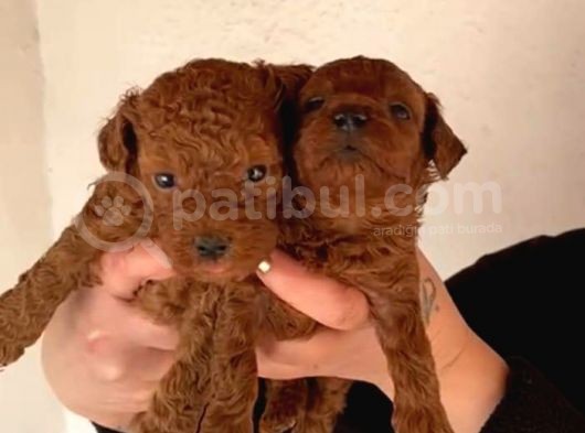 Eğitim Destekli Sağlık Garantili Toy Poodle Yavrular görsel