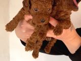 Eğitim destekli sağlık garantili toy poodle yavrular