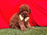 Muhteşem Red Brown Toy Poodle Yavrular