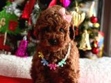Safkan Toy Poodle Yavrularımız