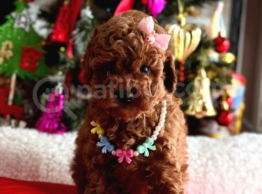 Safkan Toy Poodle Yavrularımız görsel