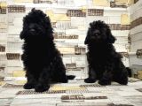 IRK VE SAĞLIK GARANTİSİ İLE SİYAH TOY POODLE YAVRULAR