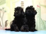 Mükemmel Kali̇tede Si̇yah Toy Poodle Yavru