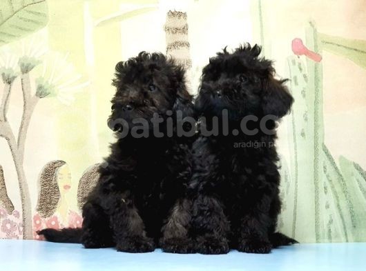 Mükemmel Kali̇tede Si̇yah Toy Poodle Yavru görsel