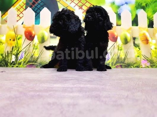Si̇yah Toy Poodle Yavrusu görsel
