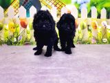 Si̇yah Toy Poodle Yavrusu