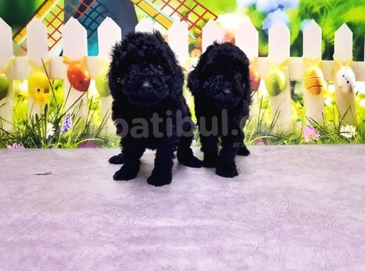 Si̇yah Toy Poodle Yavrusu görsel