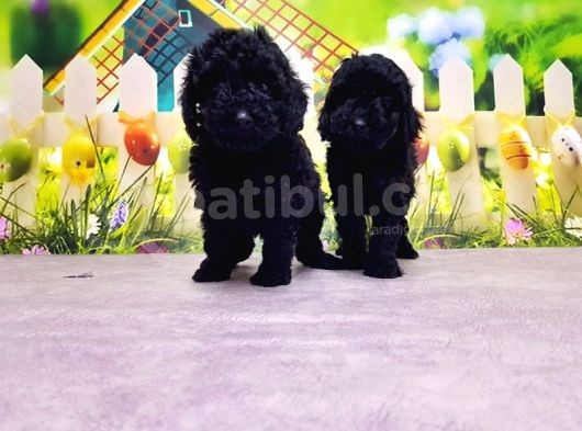 Si̇yah Toy Poodle Yavrusu görsel