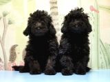 Mükemmel Kali̇tede Si̇yah Toy Poodle Yavru