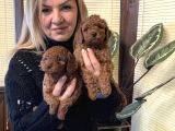 Irk Garantili Harika Toy Poodle Yavrularımız