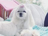 Maltipoo Saf Irk Korekani