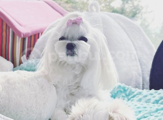 Maltipoo Saf Irk Korekani görsel