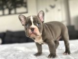 Çok Özel Renk French Bulldog Bebeği̇mi̇z