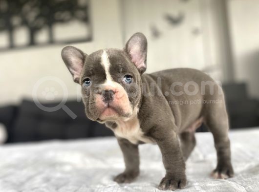 Çok Özel Renk French Bulldog Bebeği̇mi̇z görsel