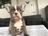 Çok Özel Renk French Bulldog Bebeği̇mi̇z