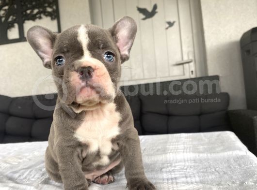 Çok Özel Renk French Bulldog Bebeği̇mi̇z