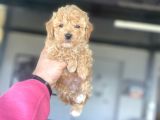 Di̇şi̇ Erkek Yoy Poodle Bebekler Çi̇ftli̇ği̇mi̇zden