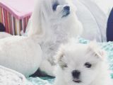 Maltipoo Saf Irk Korekani