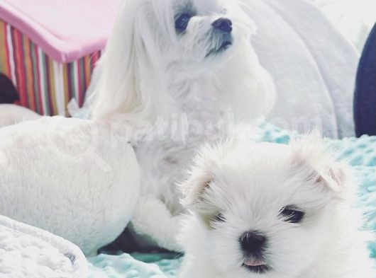 Maltipoo Saf Irk Korekani görsel
