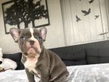Çok Özel Renk French Bulldog Bebeği̇mi̇z