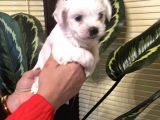 Pamuk Gibi Efsane Maltese Terrier Yavrularımız