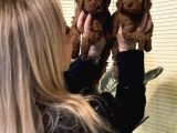 Irk Garantili Harika Toy Poodle Yavrularımız