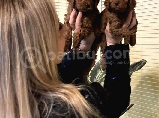 Irk Garantili Harika Toy Poodle Yavrularımız görsel