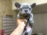 Blue French Bulldog Egzoti̇k