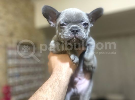 Blue French Bulldog Egzoti̇k görsel